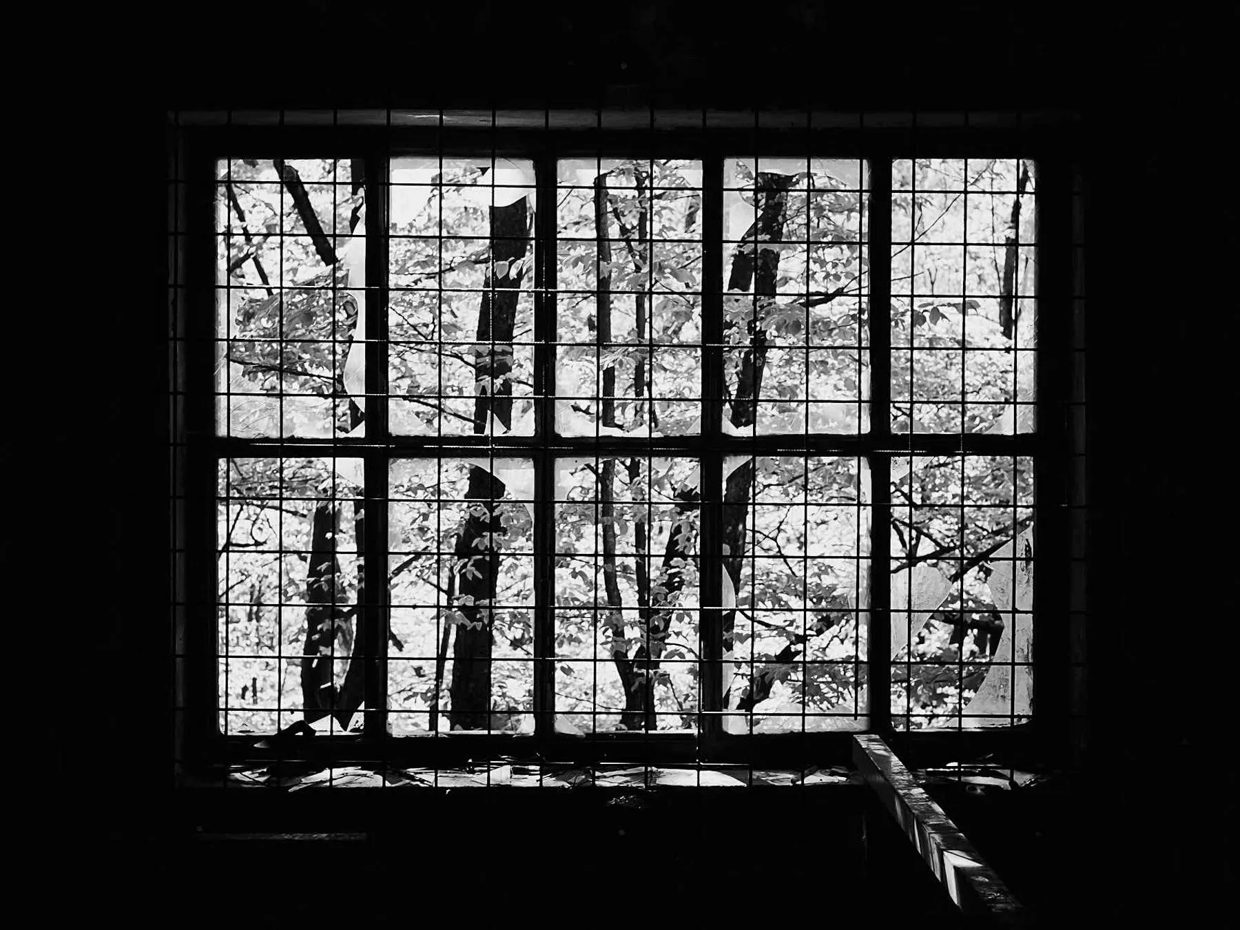 Bare branches seen through a dark paned window